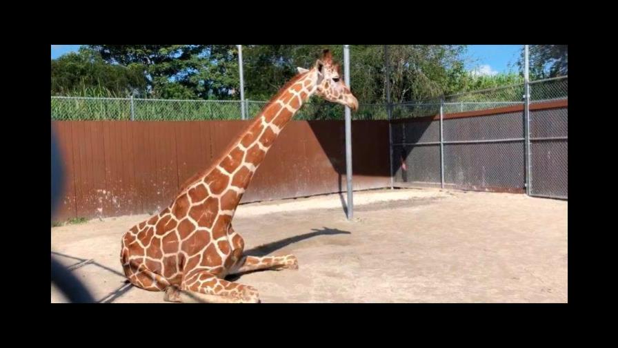 Zoológico de Miami aplica la eutanasia a una jirafa que no podía caminar