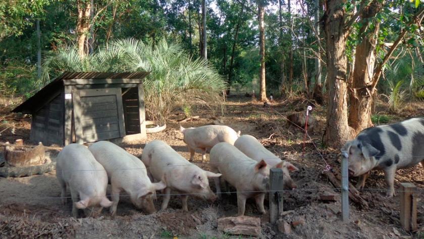 Sanidad Animal dice muerte de cerdos es producto de una neumonía