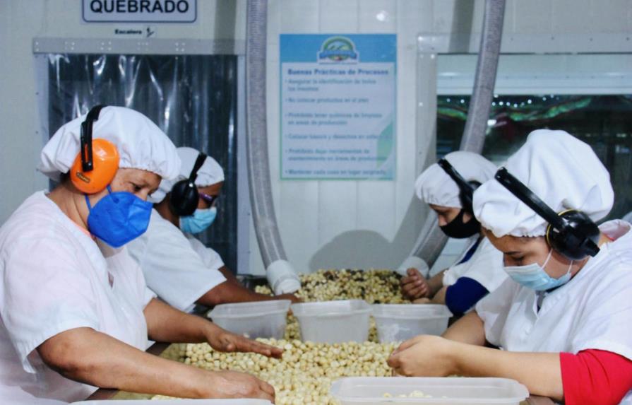 Realizan primera exportación de macadamia procesada