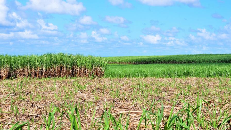 Central Romana obtiene tercera certificación de calidad PROTERRA 