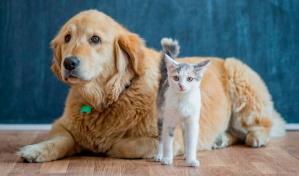 Autoridades pretenden vacunar más de un millón de perros y gatos para prevenir rabia