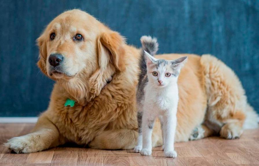 Autoridades pretenden vacunar más de un millón de perros y gatos para prevenir rabia