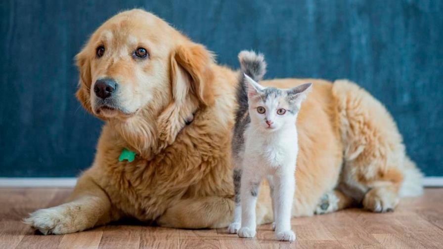 Autoridades pretenden vacunar más de un millón de perros y gatos para prevenir rabia