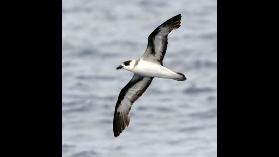 Incluyen al Diablotín en la lista de aves en peligro Incluyen al Diablotín en la lista de aves en peligro