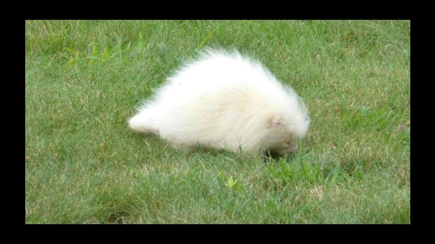 Visitante de museo resulta ser un puercoespín albino