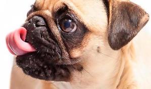 El pug bota mucho pelo