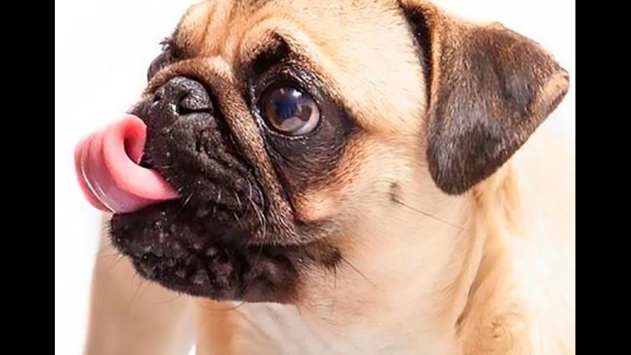 El pug bota mucho pelo