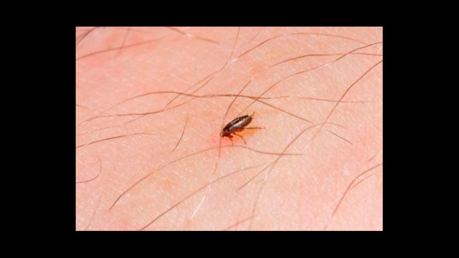 Cierran dos escuelas de Oakland por infestación de pulgas