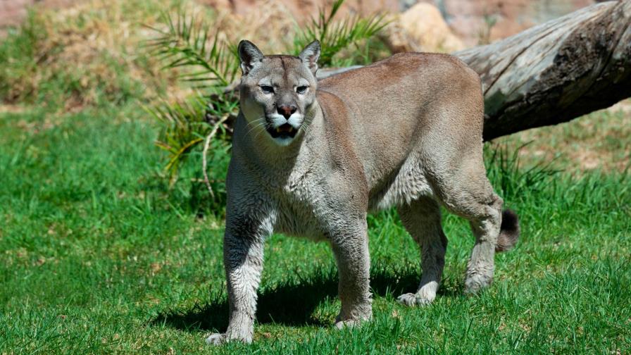 Alerta en San Francisco por un puma que se pasea libremente por sus calles