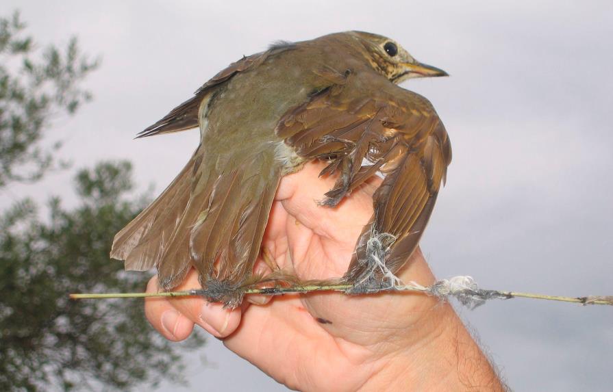 La justicia francesa declara ilegal la caza de aves con técnica de pegamento