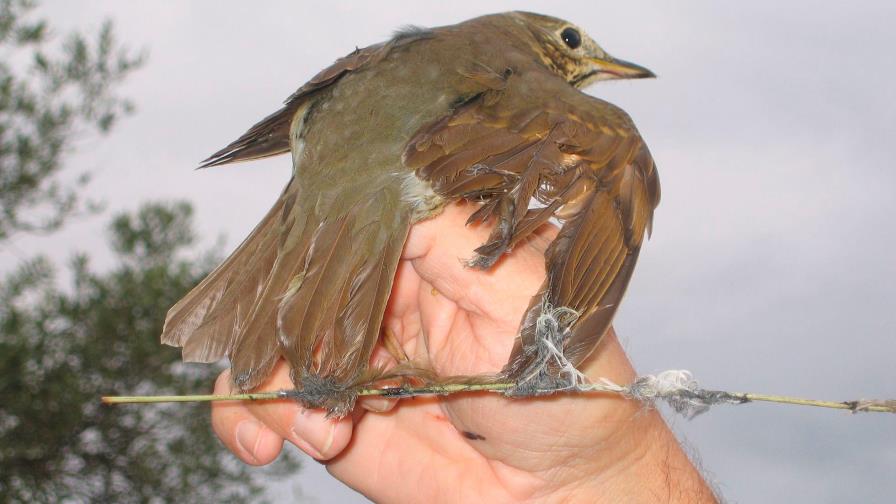 La justicia francesa declara ilegal la caza de aves con técnica de pegamento