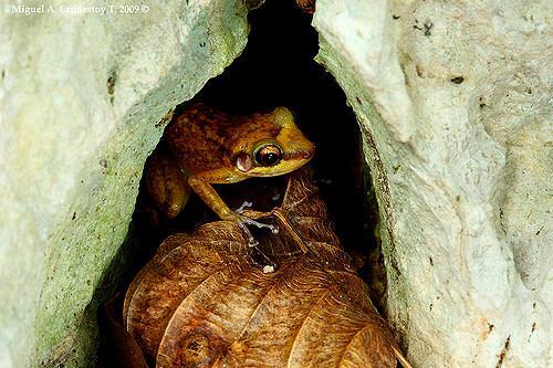 Medio Ambiente respalda lista roja de especies en peligro de extinción