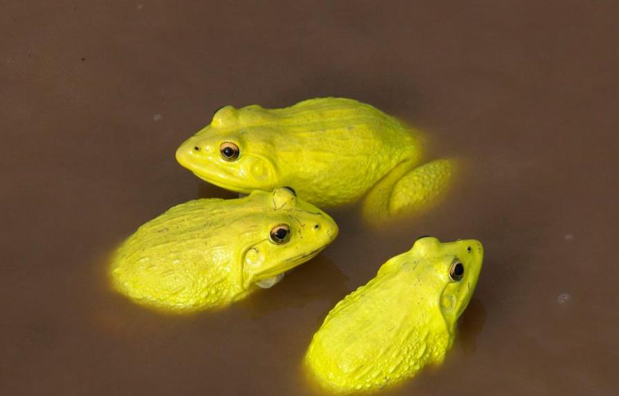 Decenas de ranas amarillas invade los charcos de la India
