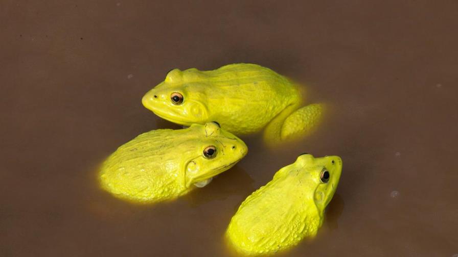 Decenas de ranas amarillas invade los charcos de la India