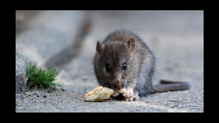 La leptospira ha matado a 51 personas en el país