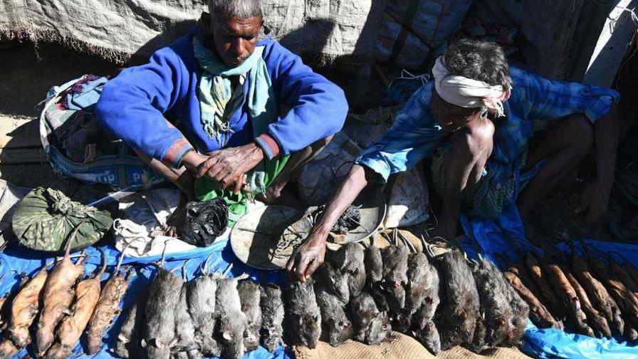 La rata, un manjar en India