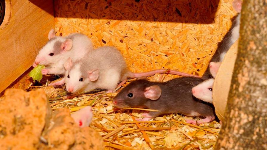 Las ratas aprenden a jugar al escondite con humanos y se les da bien