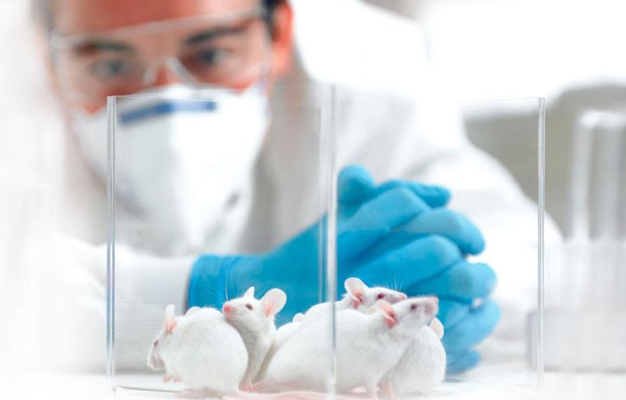 Estudio en ratones muestra que proteína protege de diabetes e hígado graso