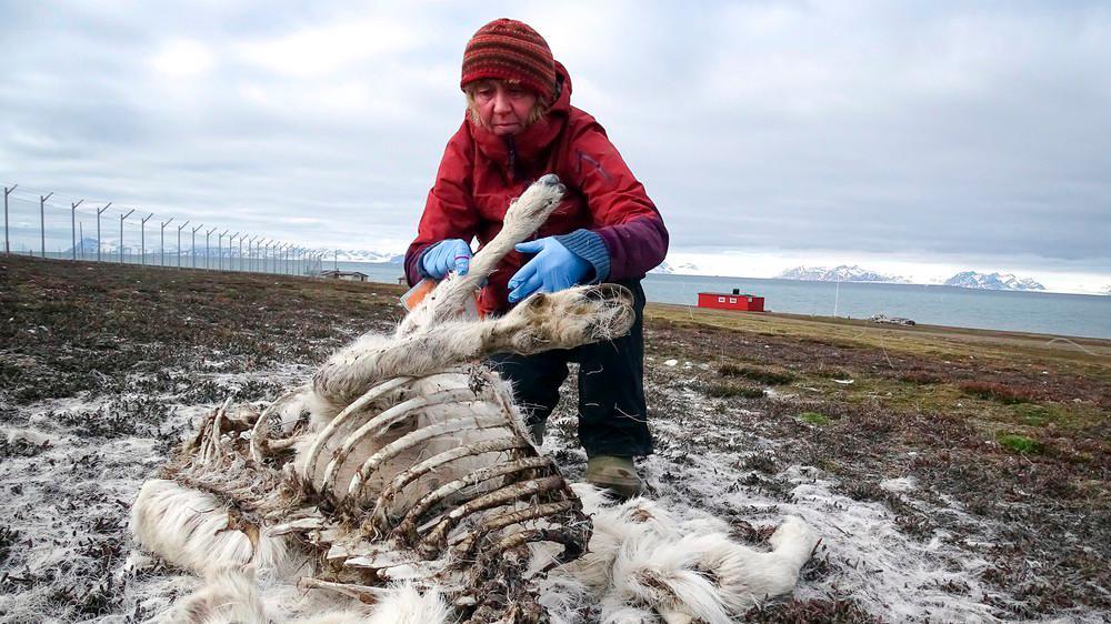 Cambio climático provoca la muerte de al menos 200 renos por hambre en el Ártico