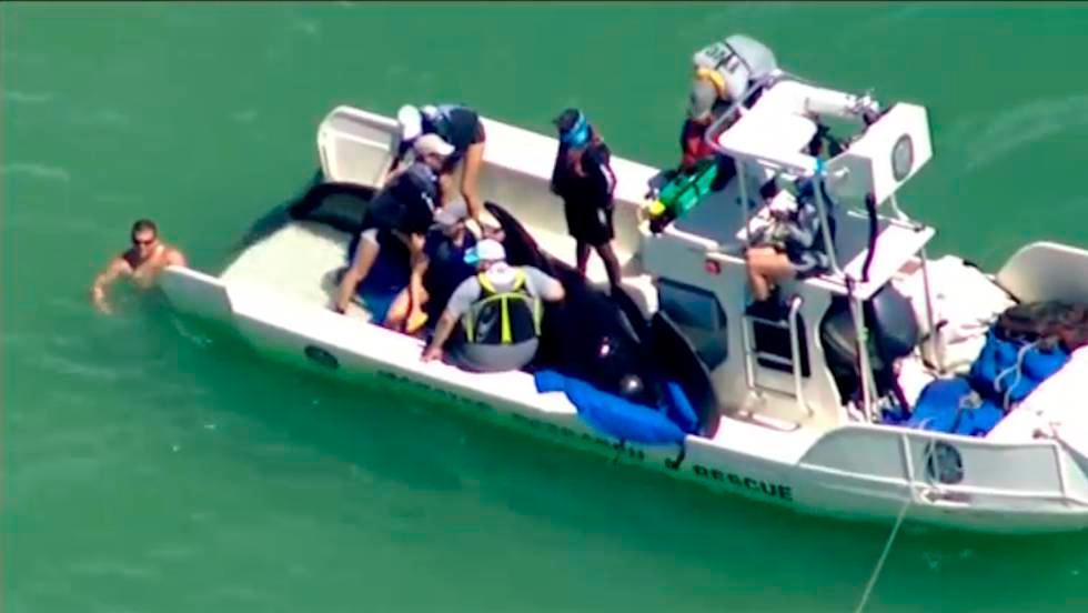 Turistas rescatan a cinco ballenas varadas en Florida