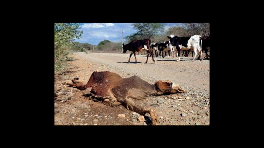 Más de 1,300 reses muertas por sequía en la Línea Noroeste Más de 1,300 reses muertas por sequía en la Línea Noroeste