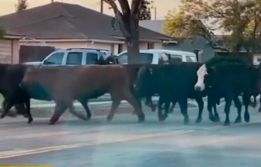 California: escapan 40 vacas de un matadero, 1 ataca familia