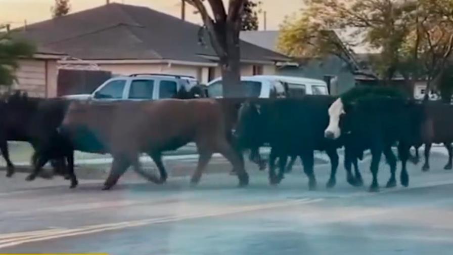California: escapan 40 vacas de un matadero, 1 ataca familia