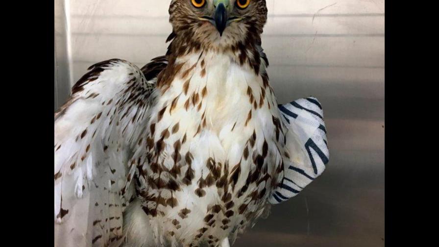 Video | La sutileza de un agente policial de NY para rescatar un halcón cola roja 