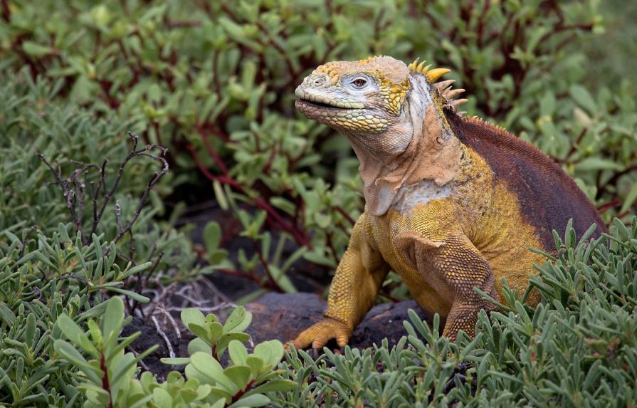 Iguanas para ayudar a recuperar las Galápagos