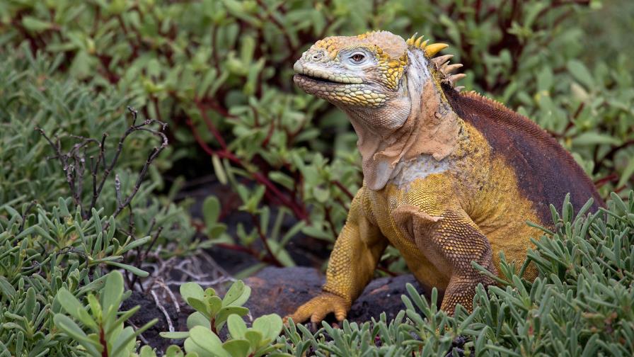 Iguanas para ayudar a recuperar las Galápagos Iguanas para ayudar a recuperar las Galápagos