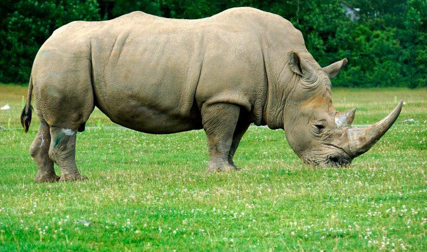 Científicos extraen óvulos de rinoceronte blanco para intentar salvar especie