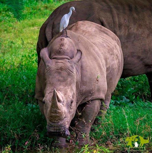 Un triste adiós a La Viejita, la rinoceronte que vivió por 46 años en el Zoológico Nacional