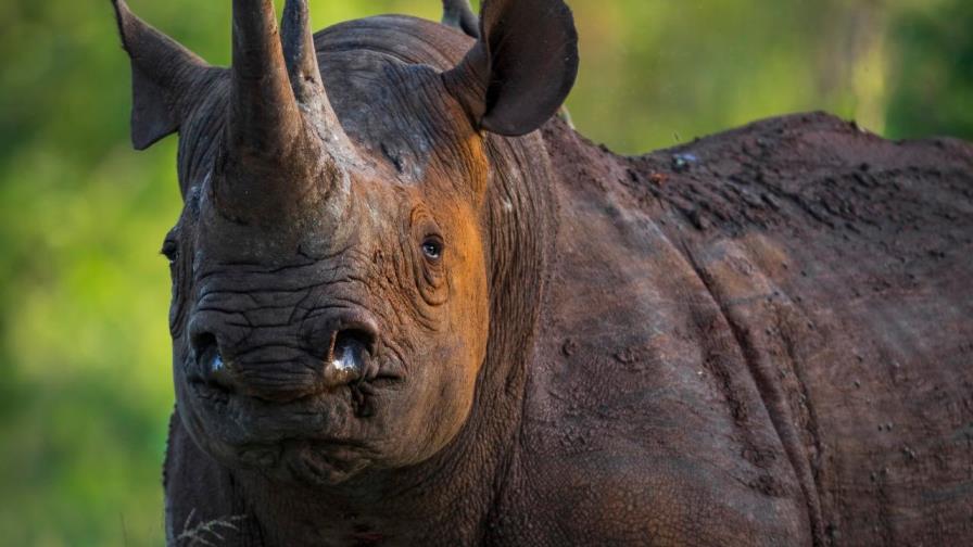 Incautan en Sudáfrica cuernos de rinoceronte por valor de siete millones de dólares