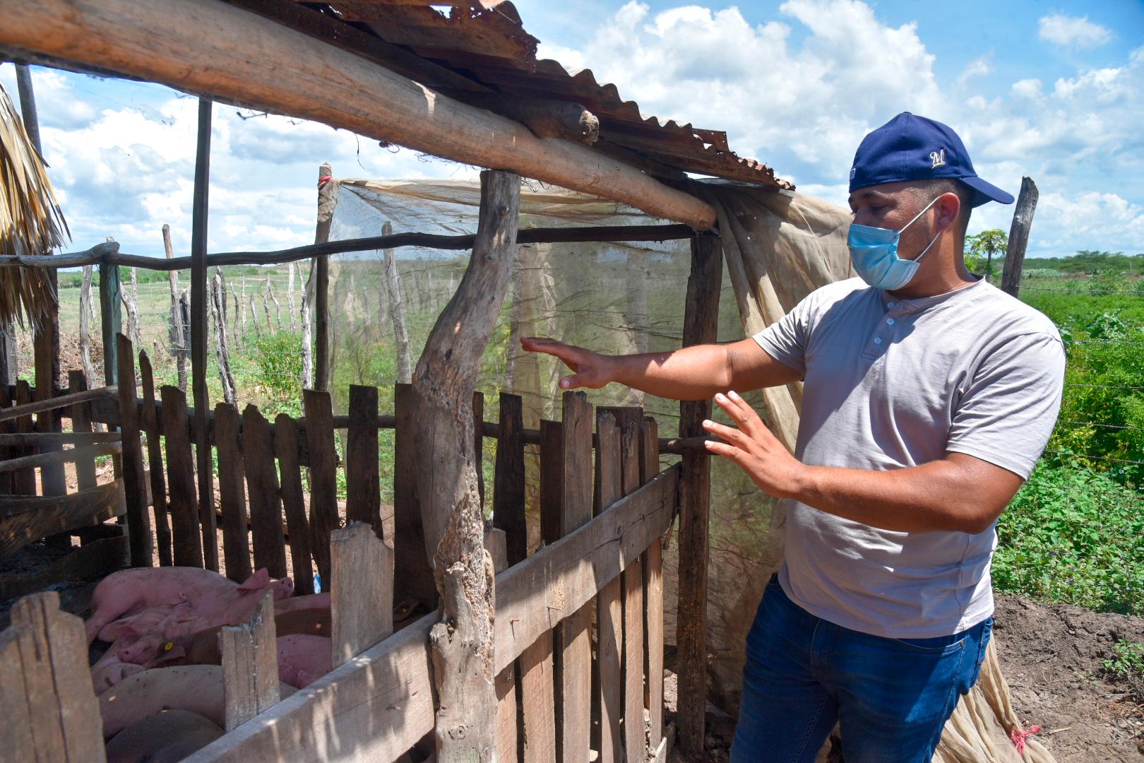 El joven empresario Rodolfo Pichardo mostrando a sus cerdos.