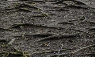 Describen la oculta y competitiva vida subterránea de las plantas