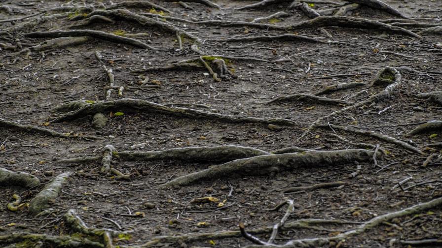 Describen la oculta y competitiva vida subterránea de las plantas Describen la oculta y competitiva vida subterránea de las plantas