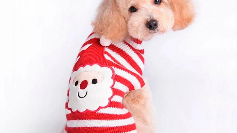 ¿Necesita ropa mi perrito?