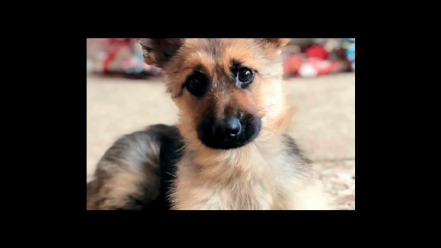 El cachorrito está desnutrido