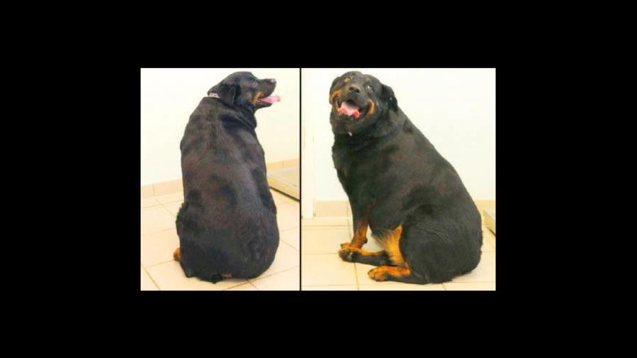 Menstruación de la perra  