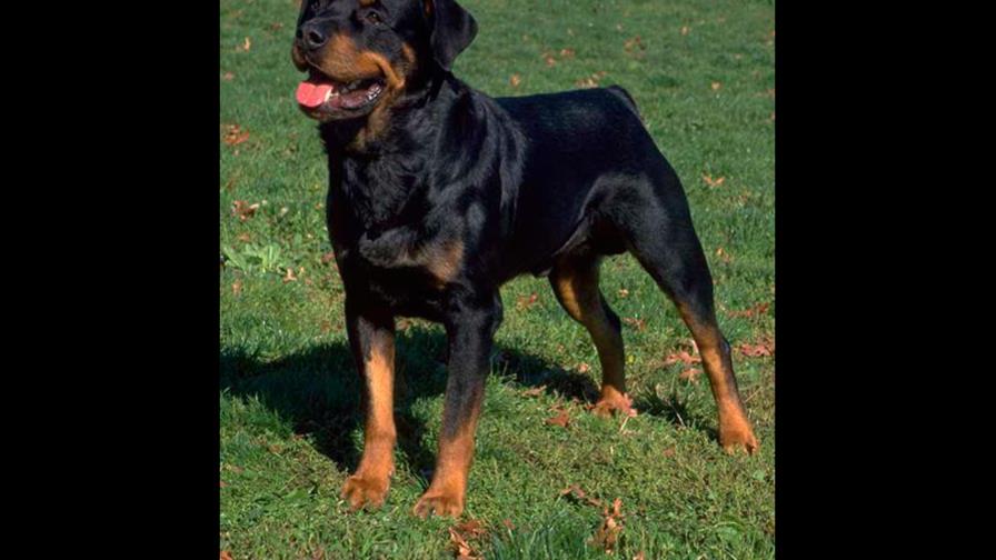 Preguntas sobre la comida y el celo Preguntas sobre la comida y el celo