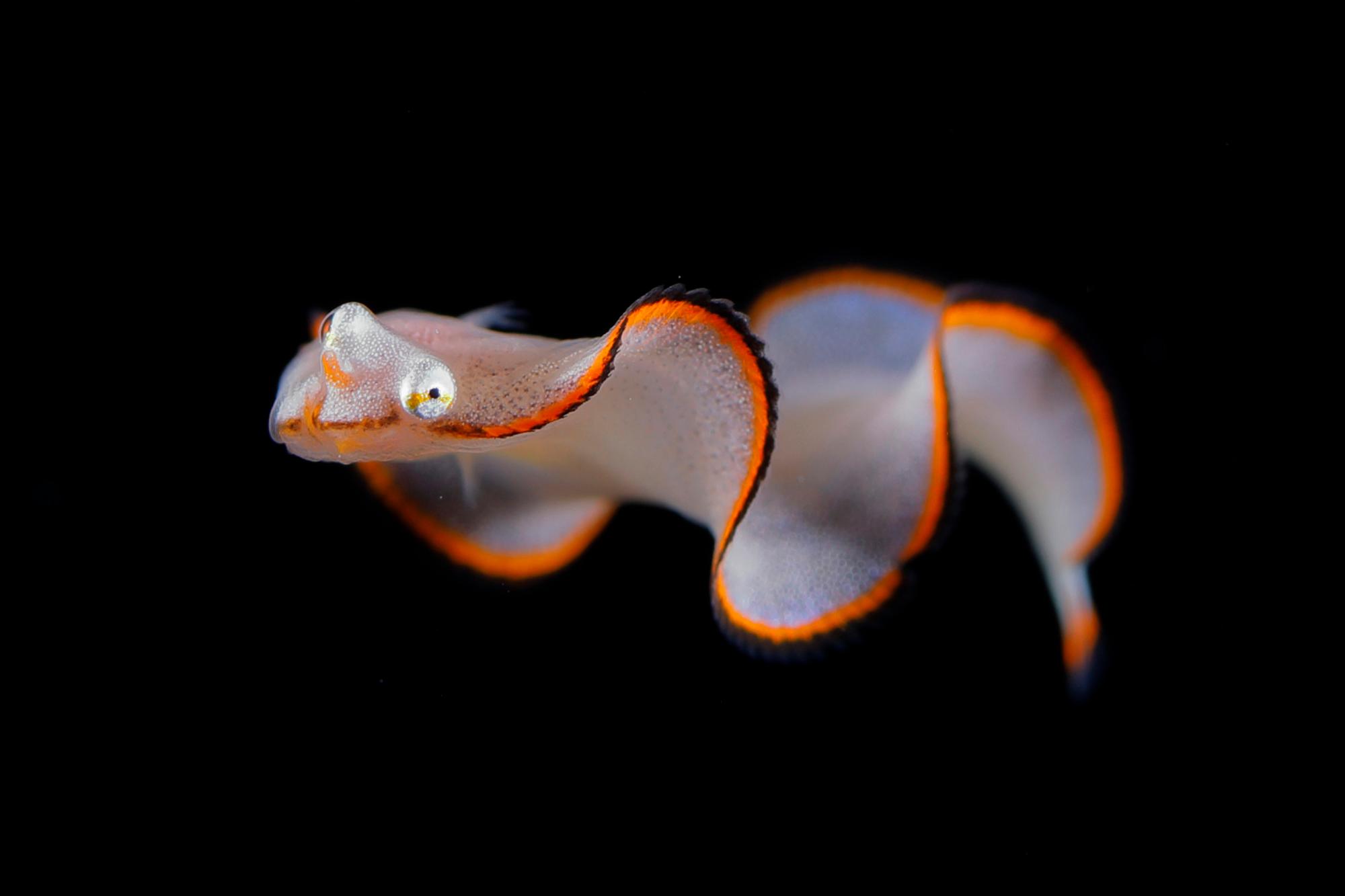 Mimetismo batesiano, pez larvario de Soleichthys. Este pez se asemeja a un color y forma de nadar como un gusano plano / longitud del cuerpo 20mm