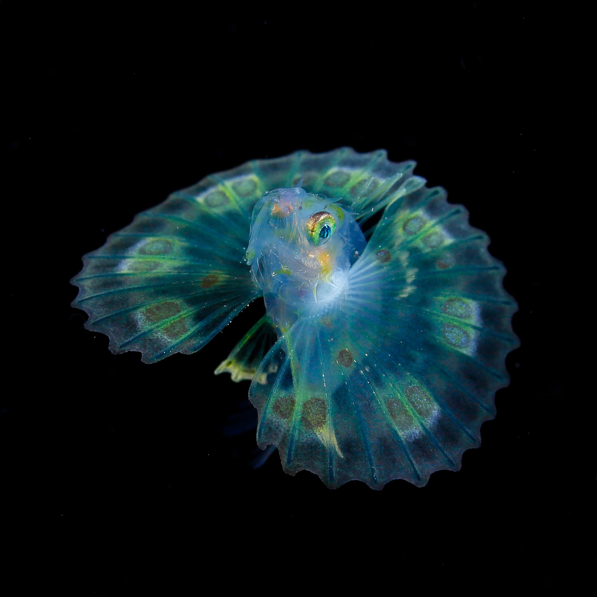 Joyas en el mar nocturno: plancton luminoso capturado en las aguas oscuras de la costa sur de Japón