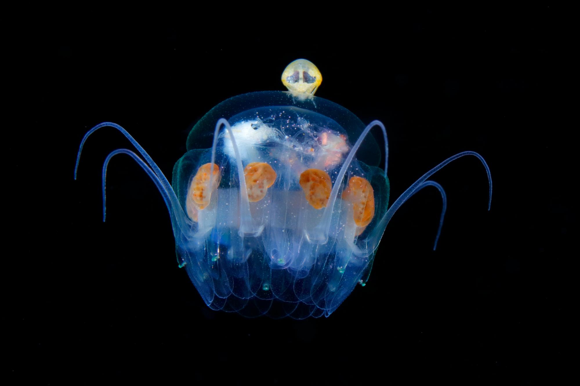 Hyperiidea montando la medusa. Es como un extraterrestre maniobrando una nave espacial/Medusa con forma de paraguas de 20mm de ancho