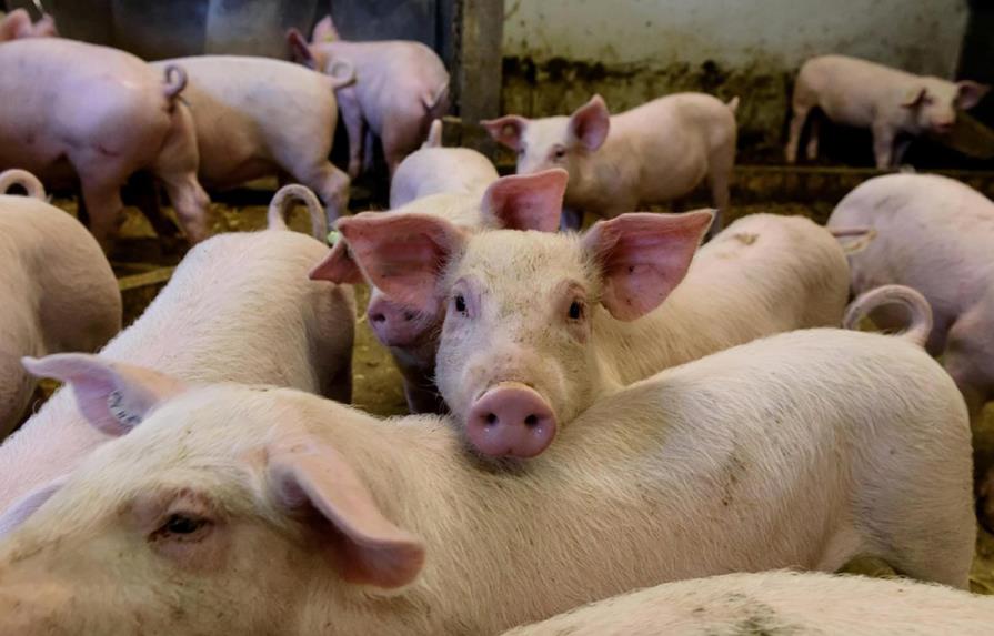 China bloquea importaciones de cerdo desde Canadá, según Reuters