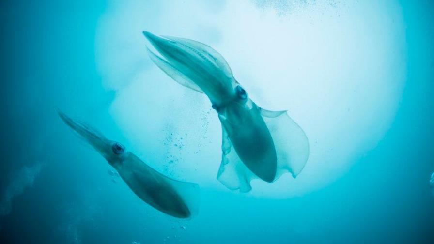 La NASA tiene calamares hawaianos en el espacio para estudio