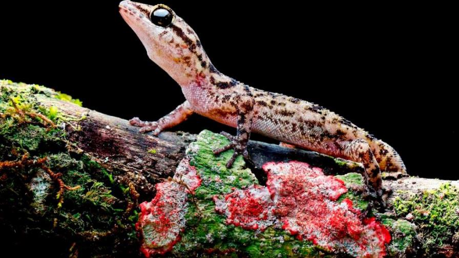 Descubiertas dos nuevas especies de salamanquesas en las islas Galápagos