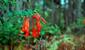 Fucsia, el color que "nació" en las montañas de República Dominicana