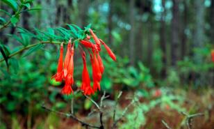 Fucsia, el color que “nació” en las montañas de República Dominicana