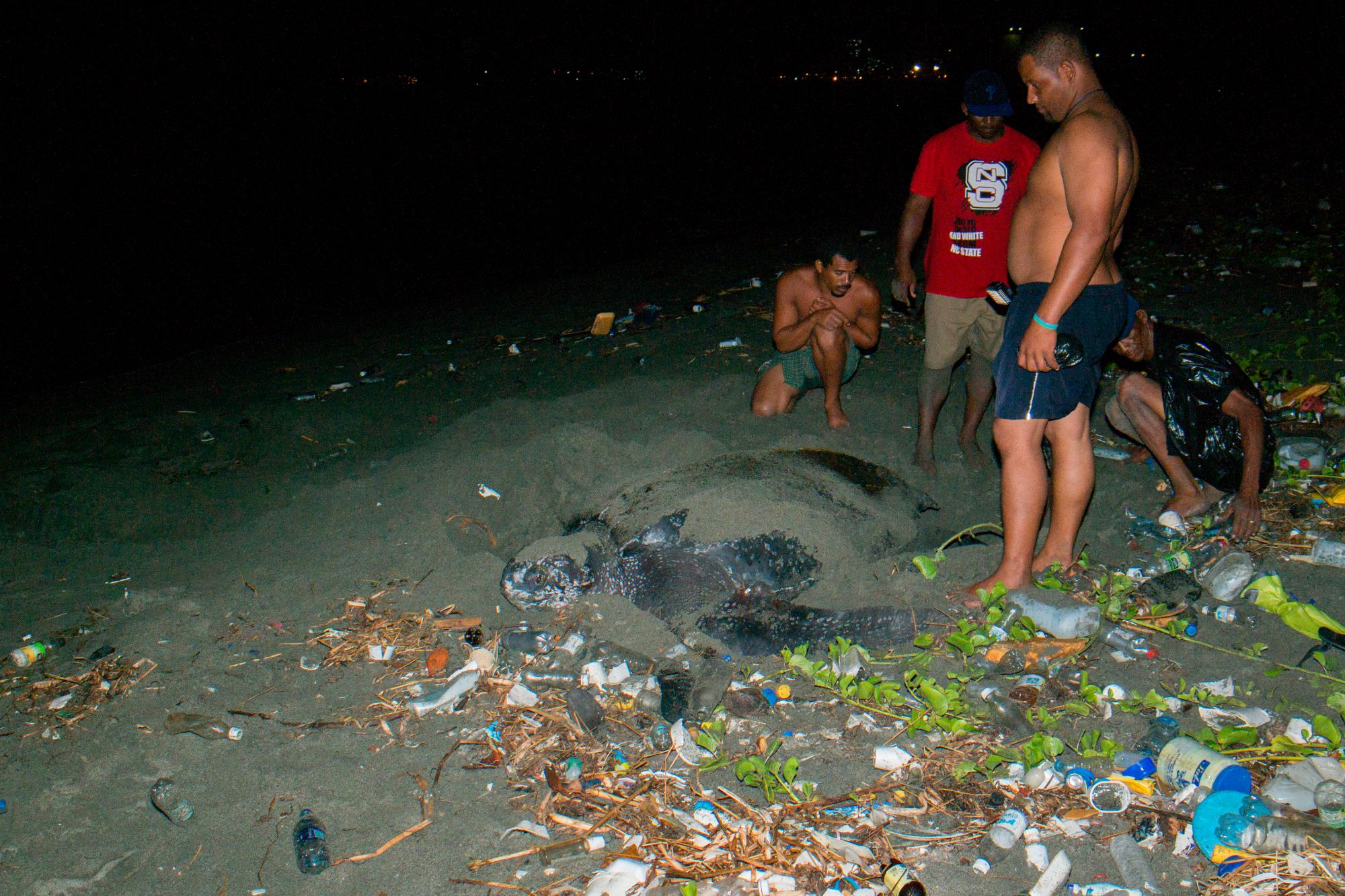 Las tortugas de Santo Domingo deben luchar contra la basuda mientras anidan.