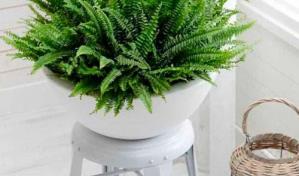 ¿Buscas plantas para tu baño? Te aconsejamos algunas